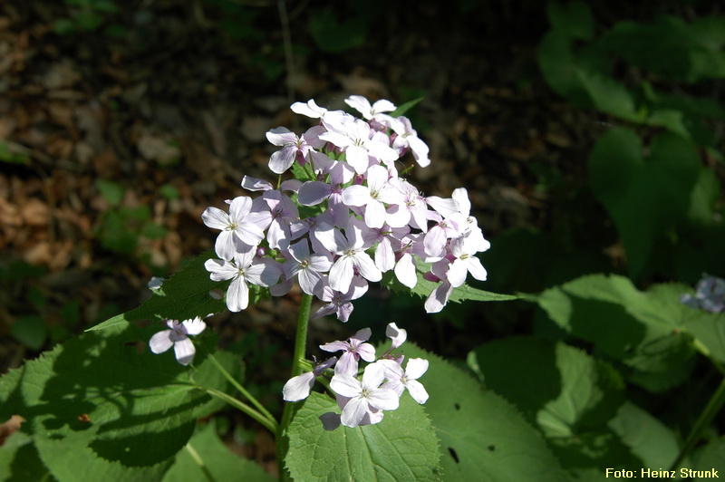 Ausdauerndes Silberblatt